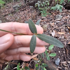 Glycine cyrtoloba (Glycine cyrtoloba)