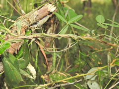 Glycine cyrtoloba (Glycine cyrtoloba)