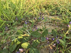 Glycine dolichocarpa (Glycine dolichocarpa)