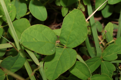 Glycine latifolia (Glycine latifolia)