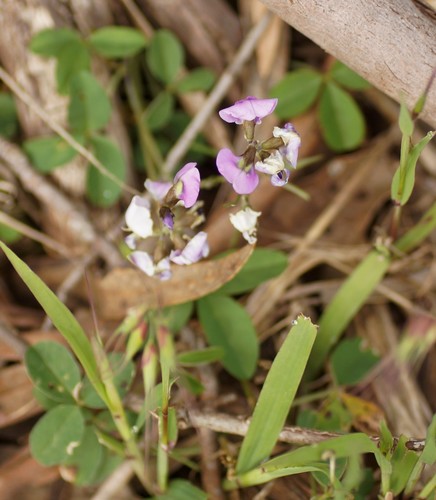 Glycine latrobeana (Glycine latrobeana)