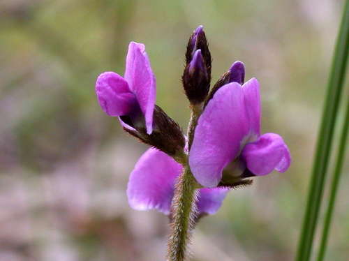 Glycine latrobeana (Glycine latrobeana)