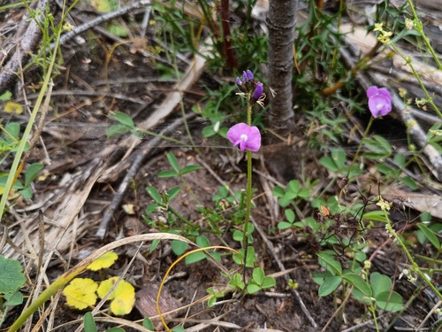 Glycine latrobeana (Glycine latrobeana)