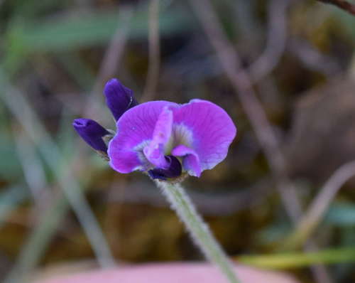 Glycine latrobeana (Glycine latrobeana)