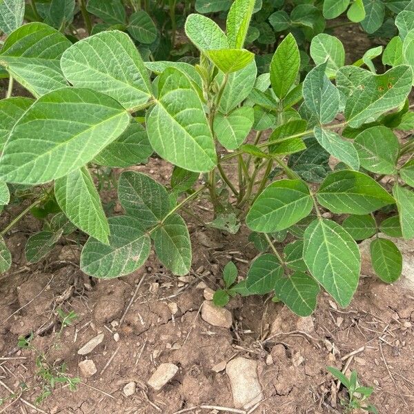 Soybean (Glycine max)
