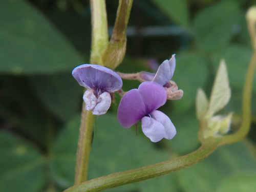 Soybean (Glycine max)