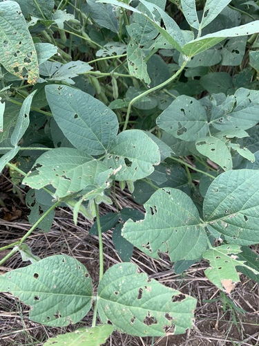 Soybean (Glycine max)