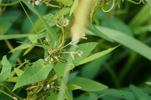 Soybean (Glycine max)