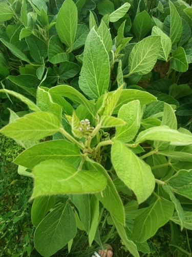 Soybean (Glycine max)