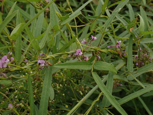 Soybean (Glycine max)