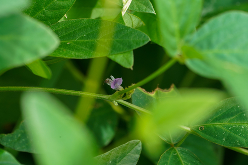 Soybean (Glycine max)