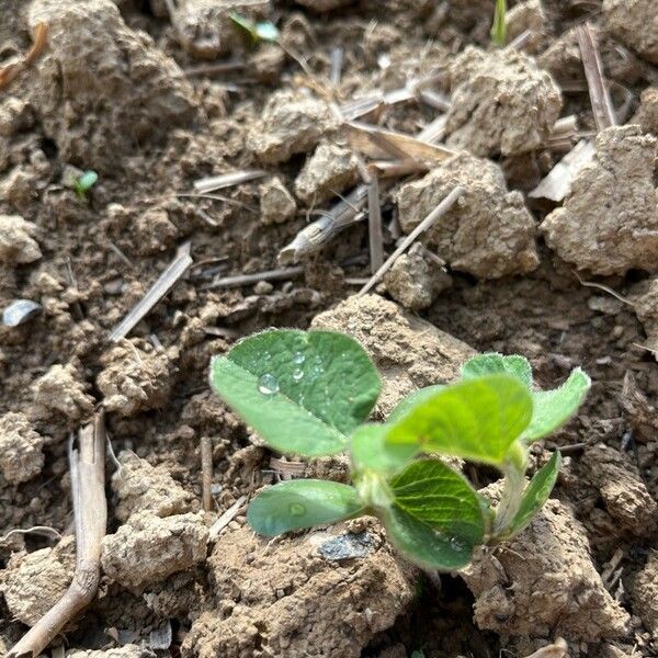 Soybean (Glycine max)
