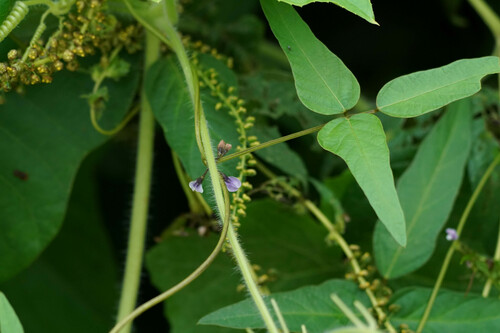 Soybean (Glycine max)