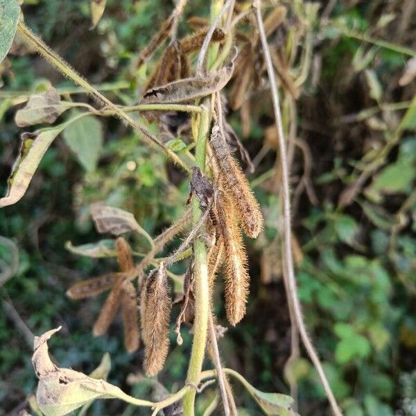 Soybean (Glycine max)