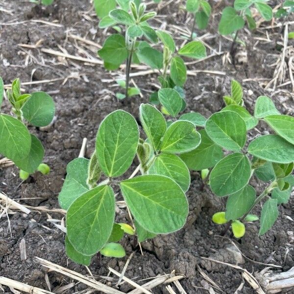 Soybean (Glycine max)