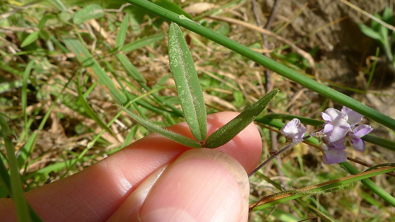 Glycine microphylla: Small-leaf Glycine, Glycine microphylla . Central leaflet is about 22 x 4 mm. Dargo VIC Australia, December 2012.