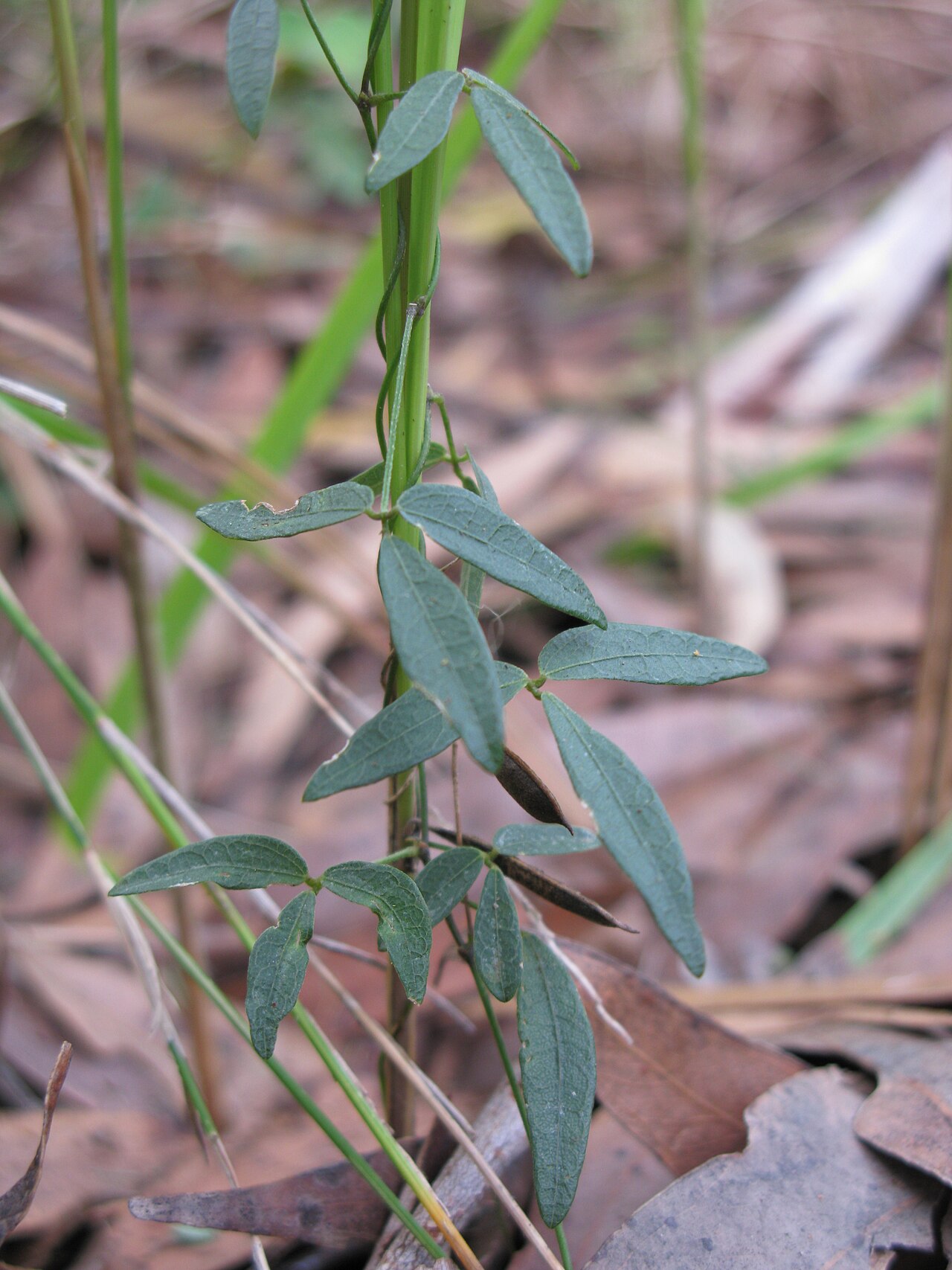 Glycine microphylla: Native, yearlong-green, perennial, slender, scrambling vine, with stolons and hairy (to nearly hairless) stems. Leaves have 3 leaflets with obvious veins. Stalk