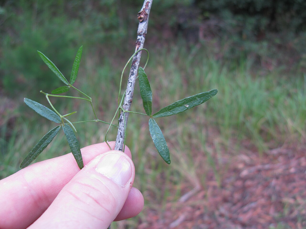 Glycine microphylla: Native, yearlong-green, perennial, slender, scrambling vine, with stolons and hairy (to nearly hairless) stems. Leaves have 3 leaflets with obvious veins. Stalk