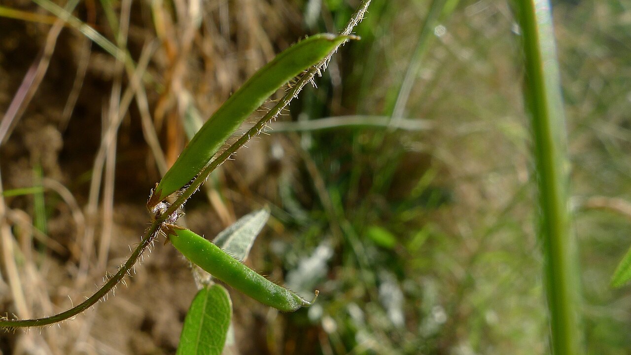 Glycine microphylla: Small-leaf Glycine, Glycine microphylla . Pods are straight with fewer hairs. Dargo VIC Australia, December 2012.