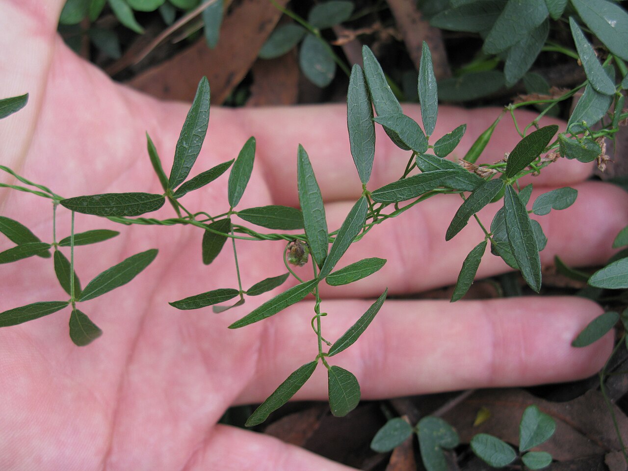 Glycine microphylla: Native, yearlong-green, perennial, slender, scrambling vine, with stolons and hairy (to nearly hairless) stems. Leaves have 3 leaflets with obvious veins. Stalk