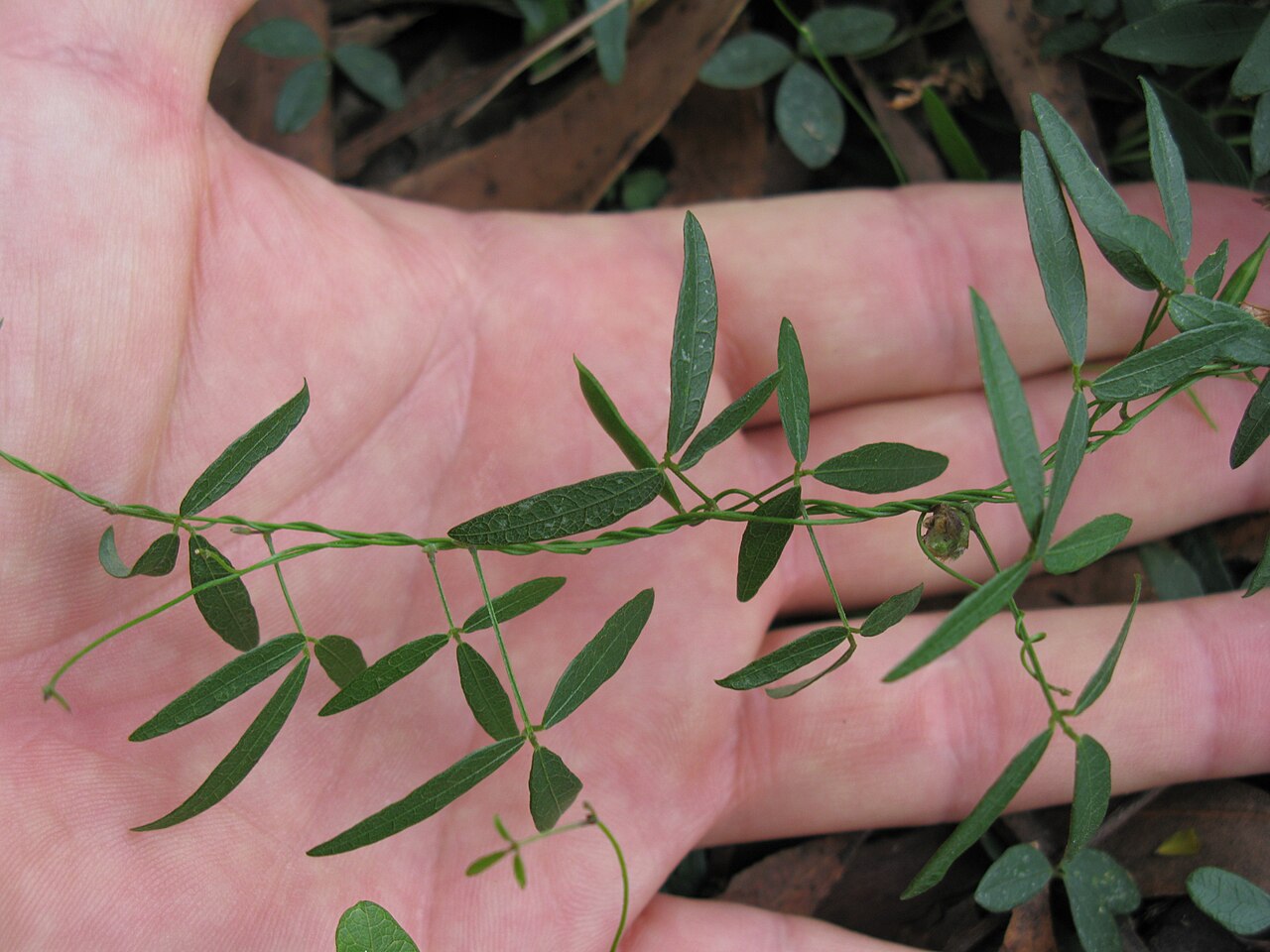 Glycine microphylla: Native, yearlong-green, perennial, slender, scrambling vine, with stolons and hairy (to nearly hairless) stems. Leaves have 3 leaflets with obvious veins. Stalk