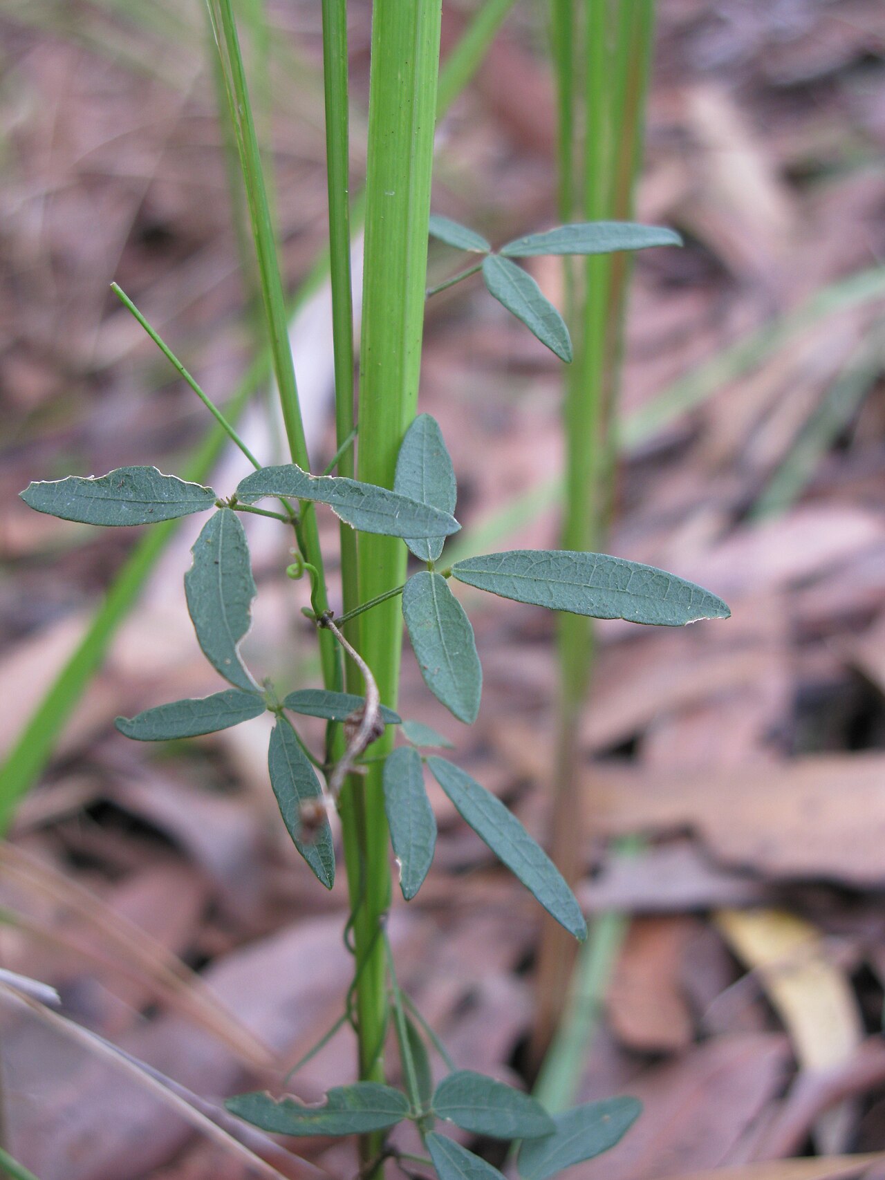 Glycine microphylla: Native, yearlong-green, perennial, slender, scrambling vine, with stolons and hairy (to nearly hairless) stems. Leaves have 3 leaflets with obvious veins. Stalk
