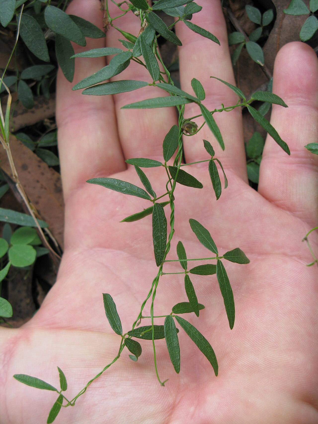 Glycine microphylla: Native, yearlong-green, perennial, slender, scrambling vine, with stolons and hairy (to nearly hairless) stems. Leaves have 3 leaflets with obvious veins. Stalk