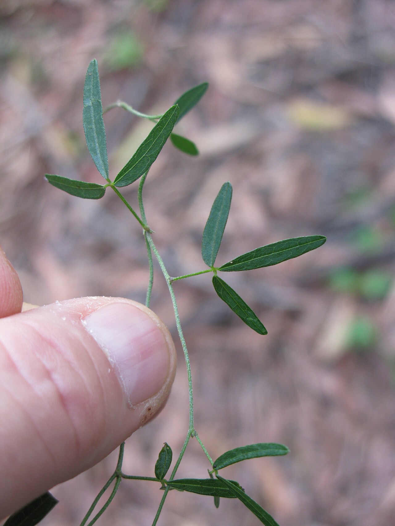 Glycine microphylla: Native, yearlong-green, perennial, slender, scrambling vine, with stolons and hairy (to nearly hairless) stems. Leaves have 3 leaflets with obvious veins. Stalk