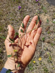 Glycine (Glycine tabacina)