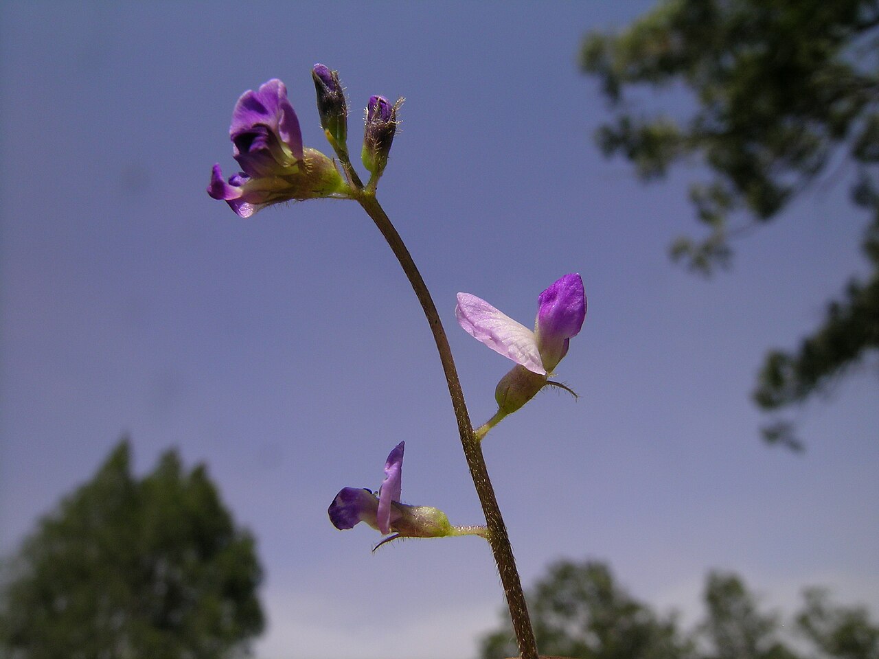 Glycine: Native, warm-season, perennial, scrambling or twining legume with a thick taproot and slender stems to about 50 cm long. Leaves have 3 nearly hairless leaflets,