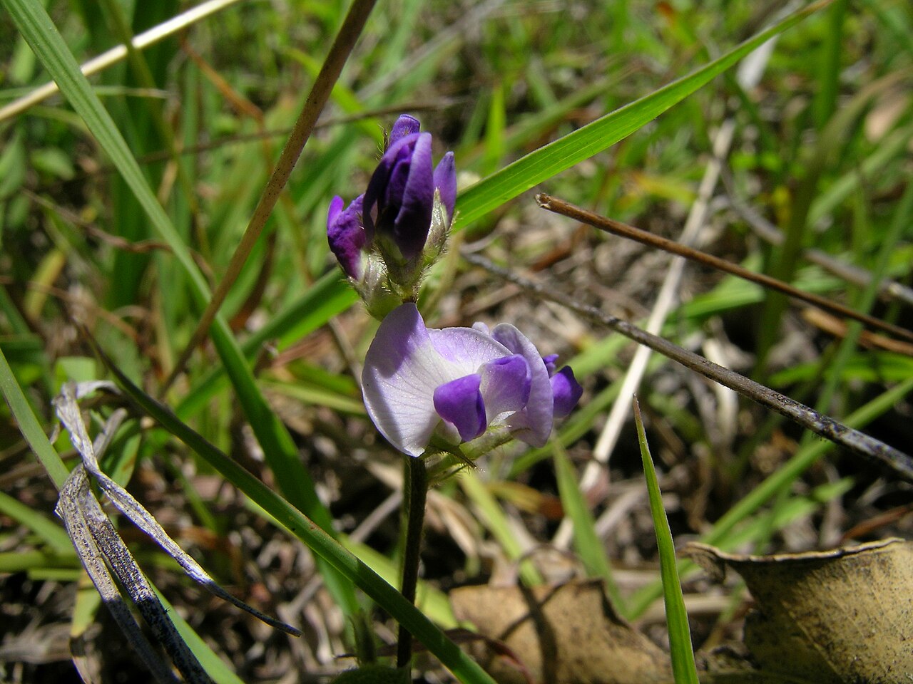 Glycine: Native, warm-season, perennial, scrambling or twining legume with a thick taproot and slender stems to about 50 cm long. Leaves have 3 nearly hairless leaflets,
