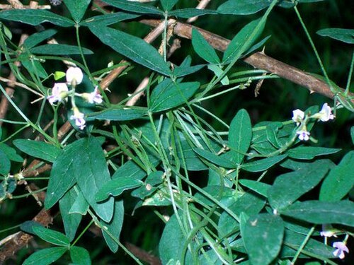 Glycine: Glycine tabacina at Eastwood, NSW