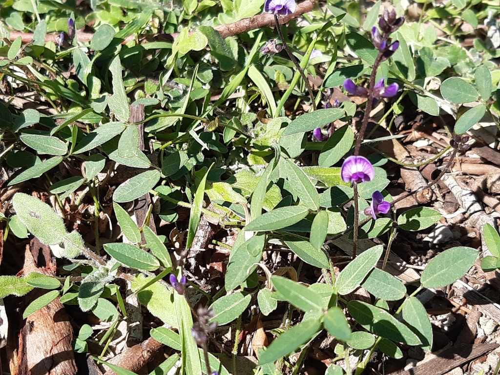 Glycine (Glycine tabacina)