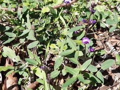 Glycine (Glycine tabacina)