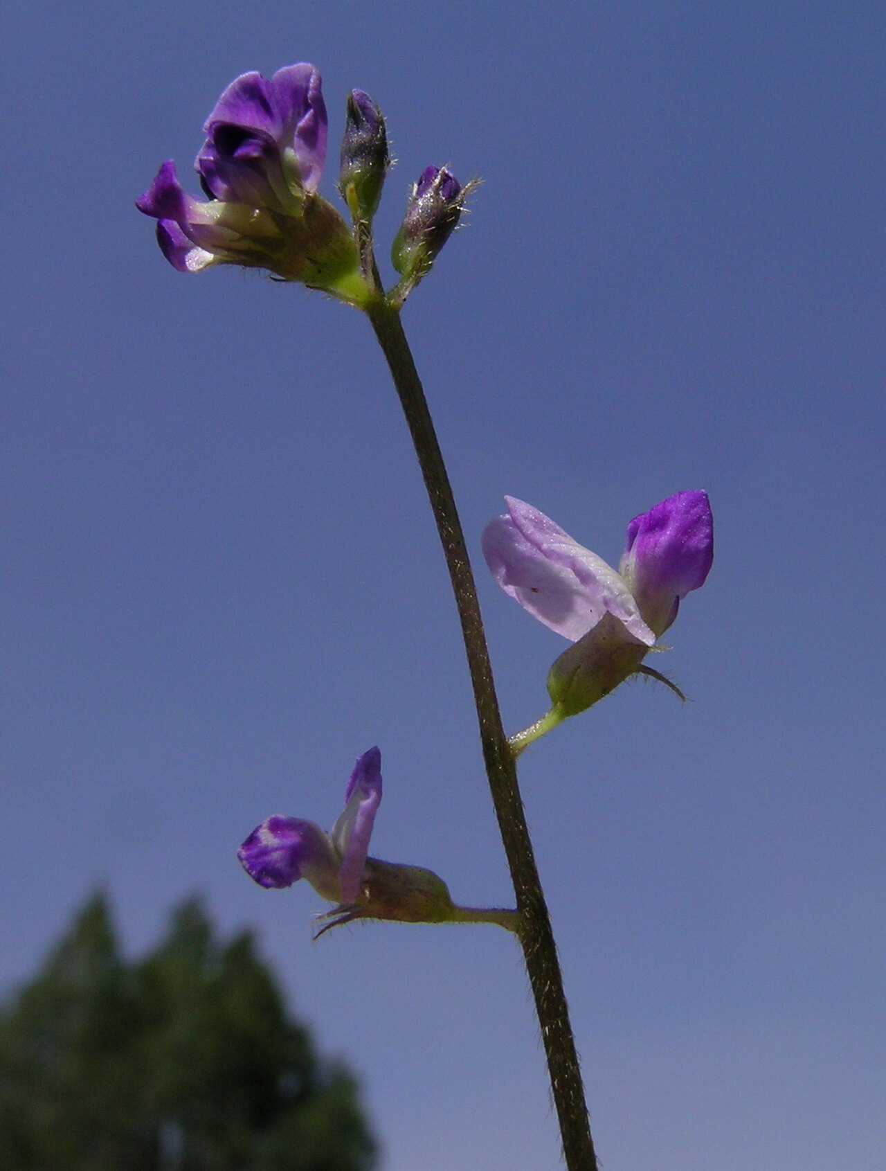 Glycine: Native, warm-season, perennial, scrambling or twining legume with a thick taproot and slender stems to about 50 cm long. Leaves have 3 nearly hairless leaflets,