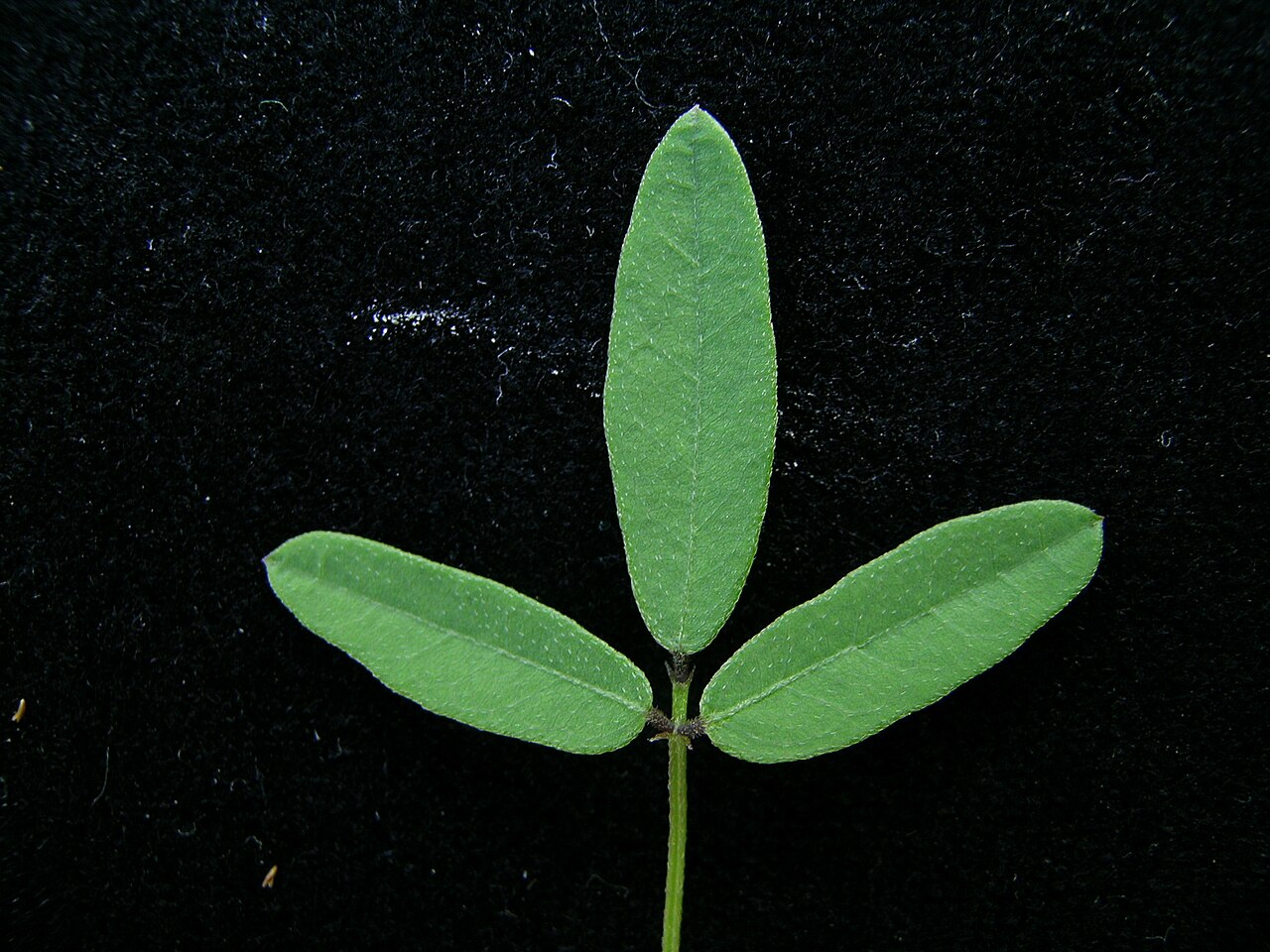 Glycine: Native, warm-season, perennial, scrambling or twining legume with a thick taproot and slender stems to about 50 cm long. Leaves have 3 nearly hairless leaflets,