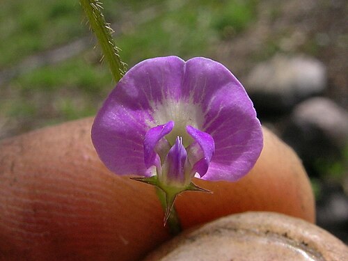 Glycine: Native, warm-season, perennial, scrambling or twining legume with a thick taproot and slender stems to about 50 cm long. Leaves have 3 nearly hairless leaflets,