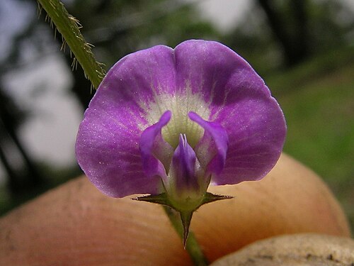 Glycine: Native, warm-season, perennial, scrambling or twining legume with a thick taproot and slender stems to about 50 cm long. Leaves have 3 nearly hairless leaflets,