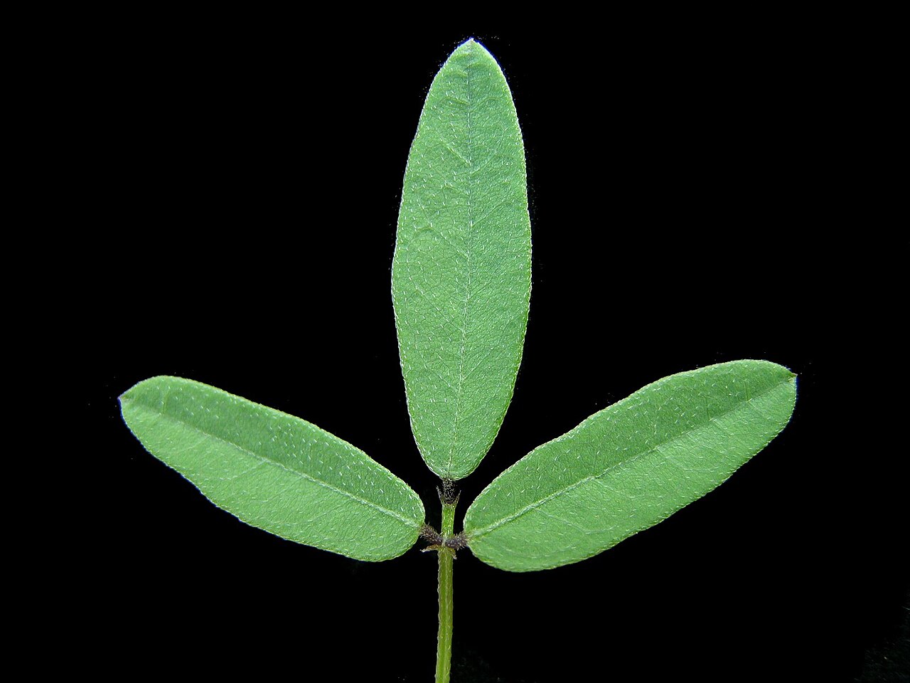 Glycine: Native, warm-season, perennial, scrambling or twining legume with a thick taproot and slender stems to about 50 cm long. Leaves have 3 nearly hairless leaflets,