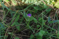 Glycine (Glycine tabacina)
