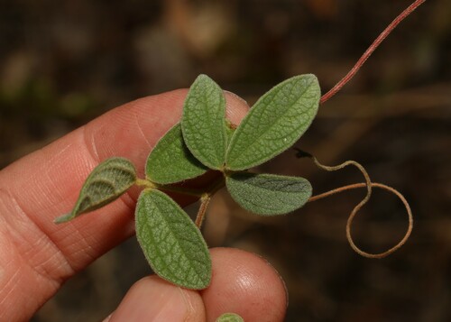 Glycine (Glycine tomentella)