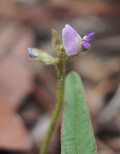 Glycine: Glycine tomentella flower