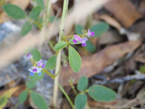 Glycine (Glycine tomentella)