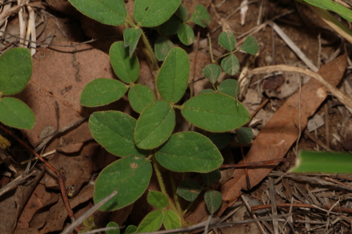 Glycine (Glycine tomentella)