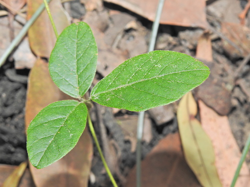 Glycine (Glycine tomentella)