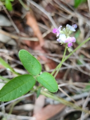 Glycine (Glycine tomentella)