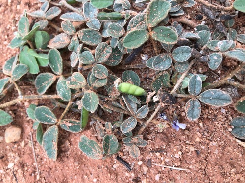 Glycine (Glycine tomentella)