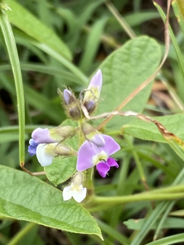 Glycine (Glycine tomentella)