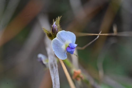 Glycine (Glycine tomentella)