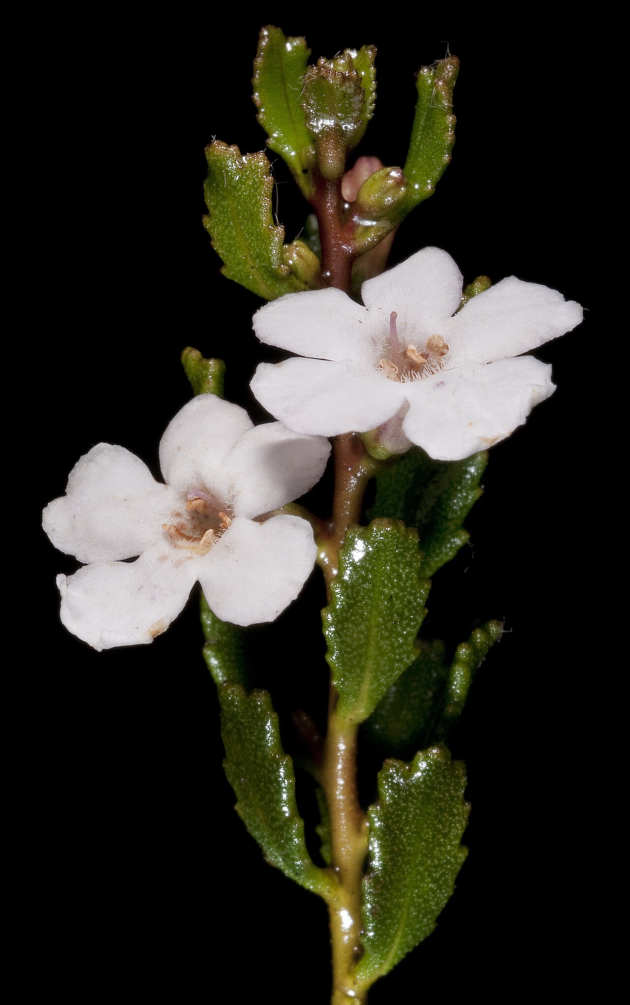 Glycocystis beckeri: KRT4347